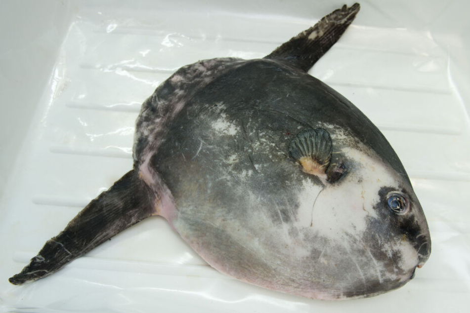 Ein toter Mondfisch wurde in der Ostsee angespült. (Archivbild)