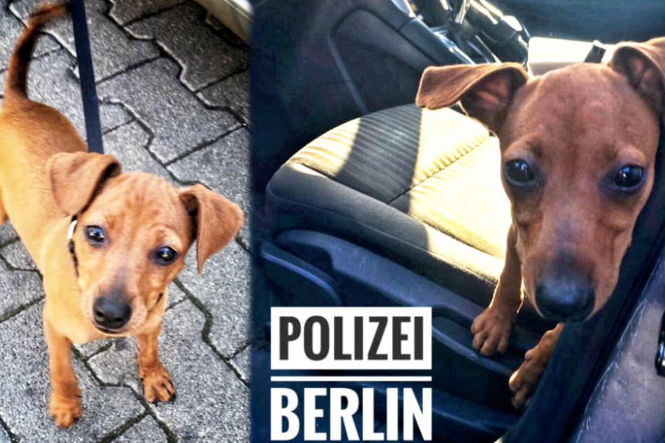 Wie kann man so einen kleinen Hundekörper nur so einer Gefahr aussetzen?