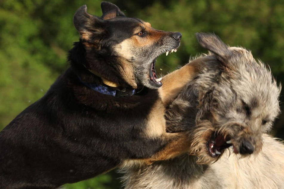 Die aggressiven Hunde sollen den Anwohnern bekannt sein (Symbolbild).