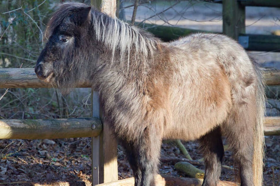 Der Mann verging sich am helllichten Tag an einem Pony. (Symbolbild)