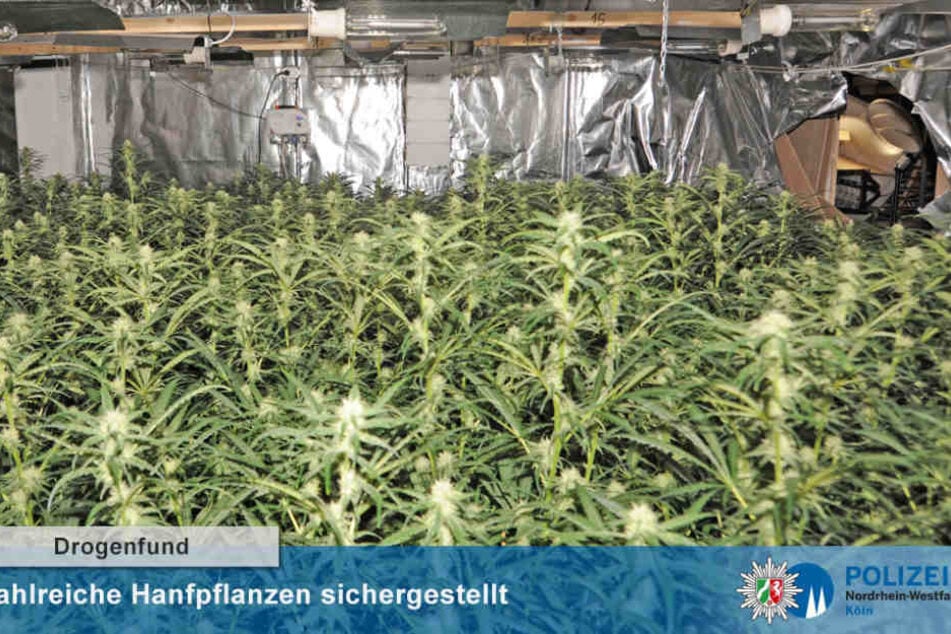 Hanf Plantage Im Keller Einer Kolner Backerei Entdeckt Tag24