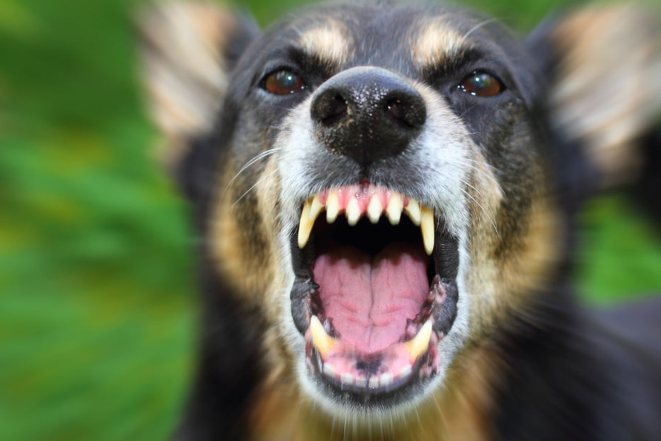 Als der Junge fiel, stürzte sich der Hund des Nachbarn auf ihn (Symbolbild).