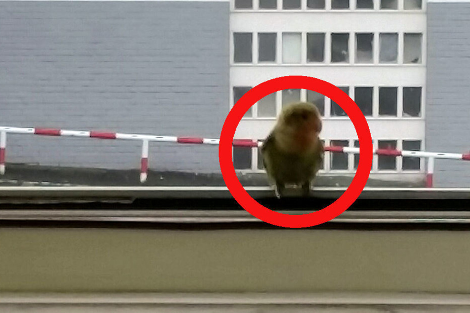 Jetzt befindet sich der kleine Papagei im Tierheim.