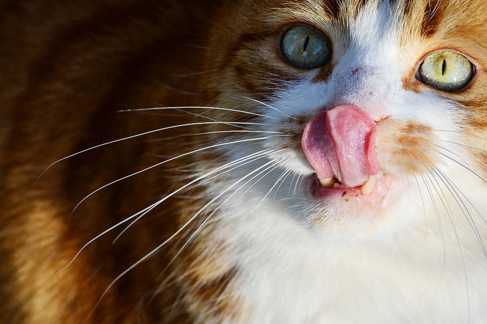 Eine Katze hat sich in Bayern selbst aus einer misslichen Lage befreit.