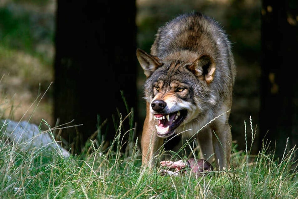 Immer wieder reißen Wölfe Nutztiere - und jetzt offenbar sogar eine Ziege, die einer Kita gehört