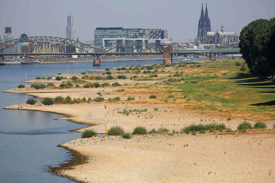 Der Rhein gibt zurzeit nicht nur bei Köln ein trauriges Bild ab.