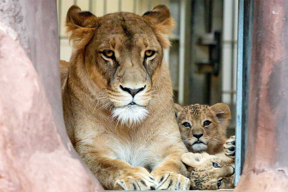 Die zwei Löwenkinder im Thüringer Zoopark Erfurt haben jetzt einen Namen: Latika und Makuti heißen die beiden putzigen Kätzchen.