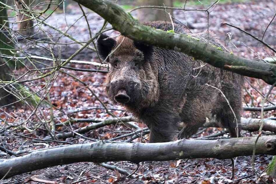 Angst vor der Seuche: Sachsens Wildschweine dürfen ganzjährig geschossen werden.