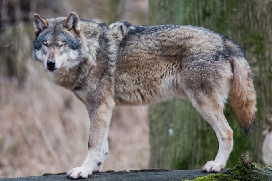 Im Kreis Nienburg in Niedersachsen soll der Leitwolf des Rodewalder Rudels abgeschossen werden.
