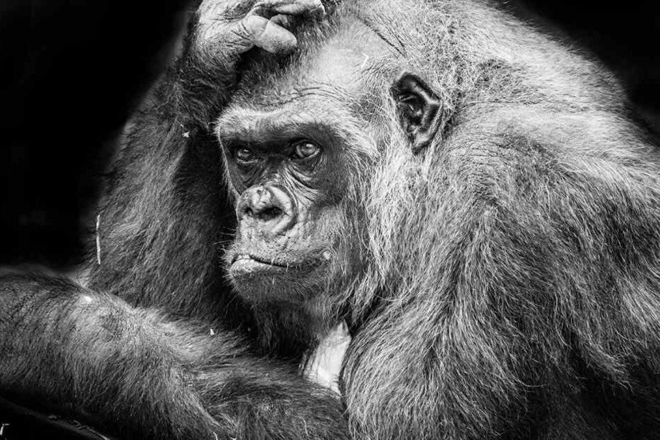 Mit 45 Jahren gehörte Tumba zu den alten Gorillas.
