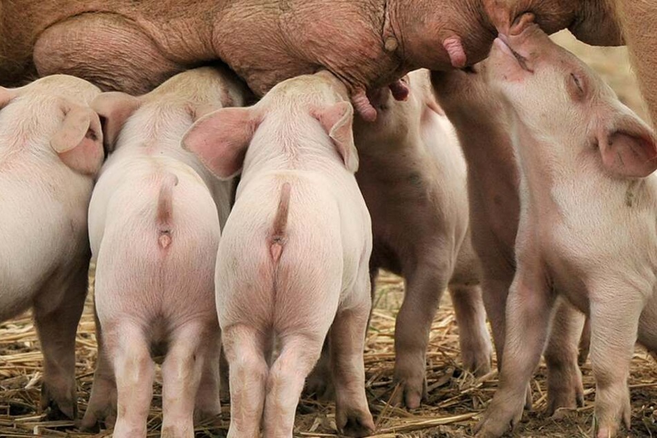 Vielleicht sind künftig Schweine die Lösung für den Mangel an Spenderorganen.