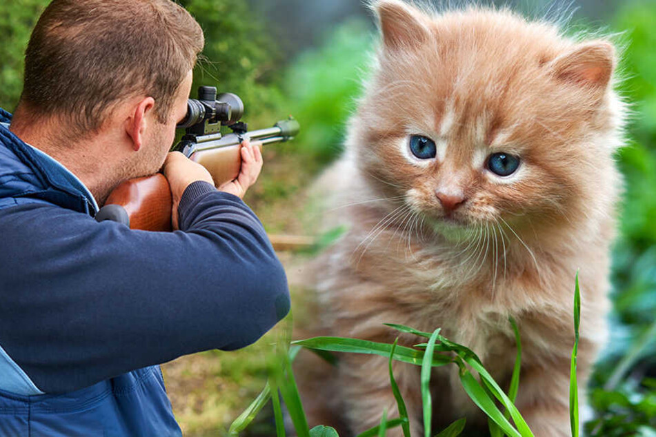 Das Frauchen des Katers hat am Donnerstag ein Projektil aus dem Ohr geholt. (Symbolbild)
