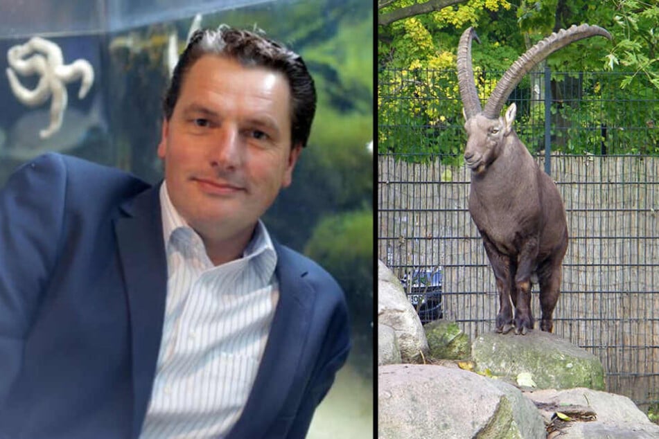 Zoo-Chef Eugene Bruins (48) machte sich selbst ein Bild. Der Steinbock wurde bereits im September verkauft.