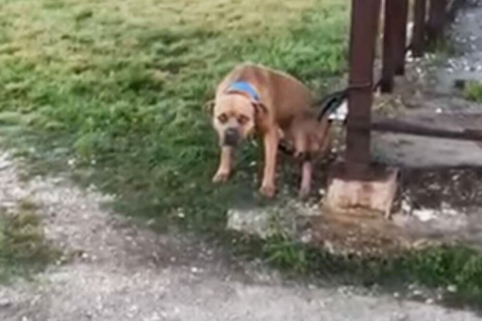 Verängstigt blickte Rocky den Helfern entgegen.
