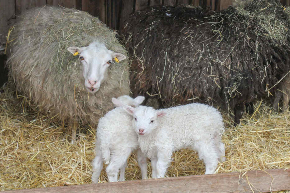 Gehören natürlich zu Ostern dazu: Lämmer. Genauer: Skudden-Lämmer.
