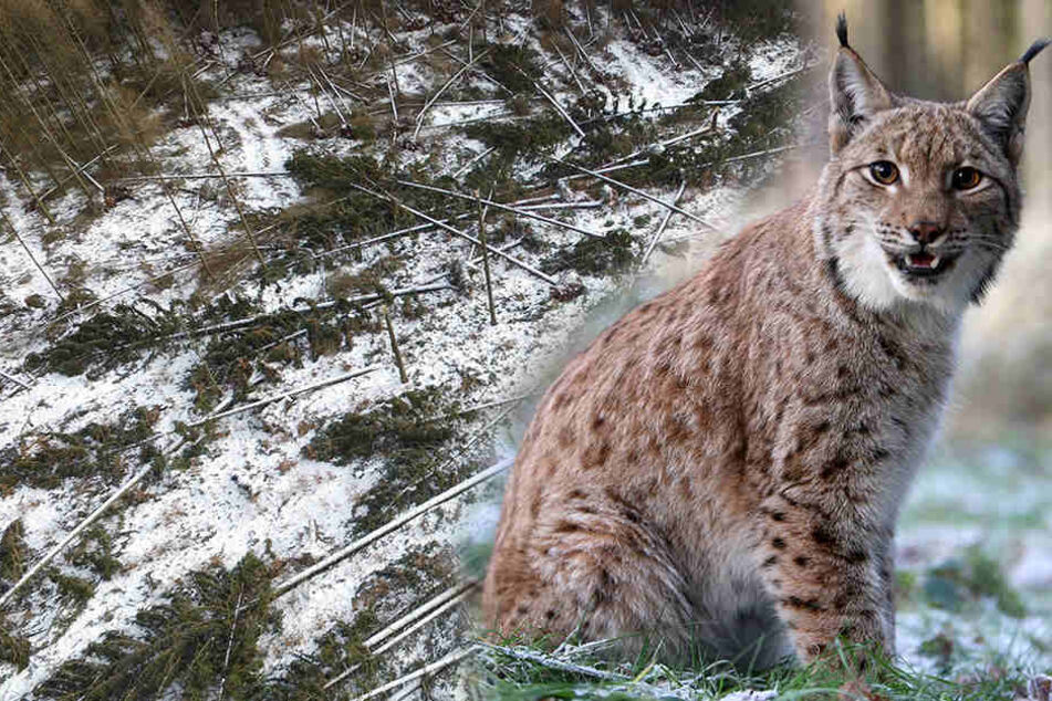 In den sächsischen Wäldern knickte Friederike zahlreiche Bäume um. Auch das Wildgatter muss wegen der Aufräumarbeiten noch geschlossen bleiben. (Bildmontage)