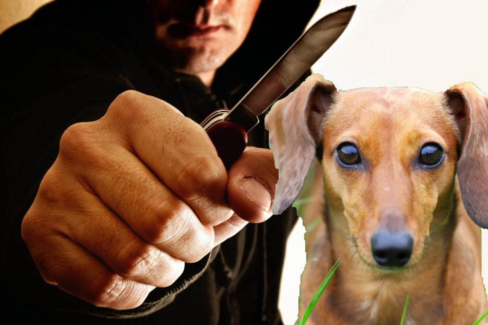 Plötzlich zückte der Hundehalter ein Klappmesser. (Symbolbild)