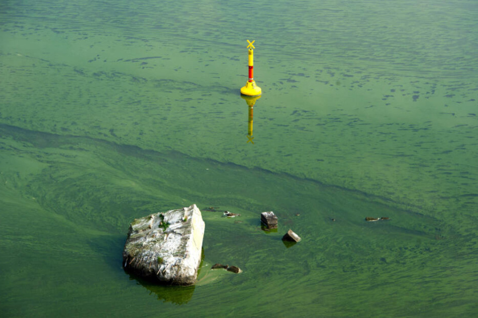 Ein Blaualgen-Teppich hat sich in der Ostsee ausgebreitet.