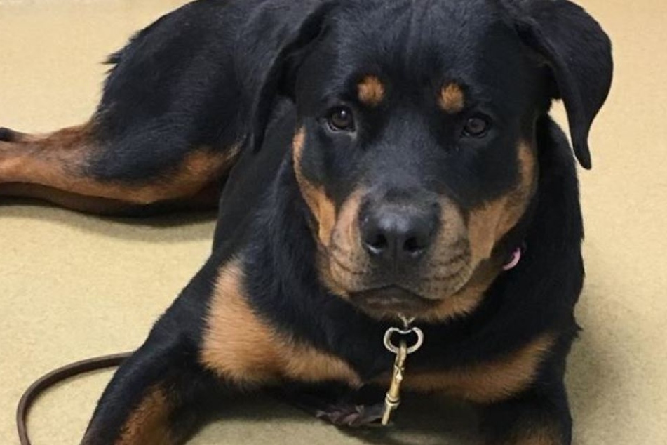 Rottweiler-Dame "Coco" erlitt eine Hüftfehlstellung durch zwei Geburten.
