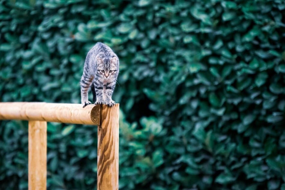 Katzen landen fast immer auf ihren Pfoten dank des Stellreflexes.