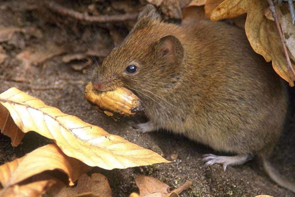 Klein, aber oho: Die Rötelmaus kann das Hantavirus über ihren Kot verbreiten. (Archivfoto)