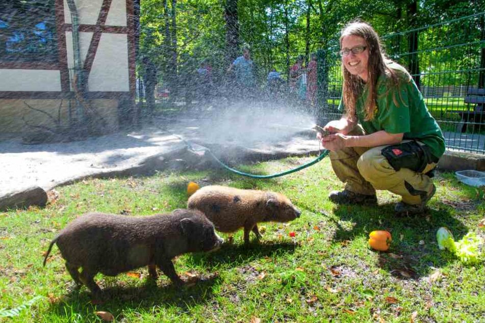 Bettina Hurgitsch (30) bespritzt die
Minischweine im Chemnitzer Tierpark
mit kühlem Wasser.