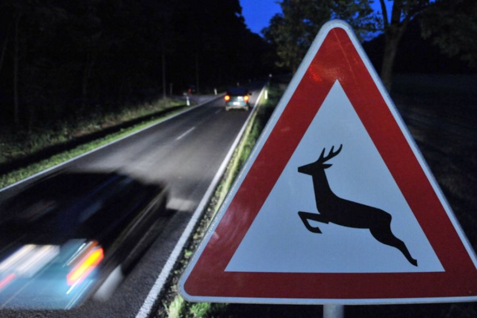 Mehrere Wildschweine rannten über die Straße. (Symbolbild)