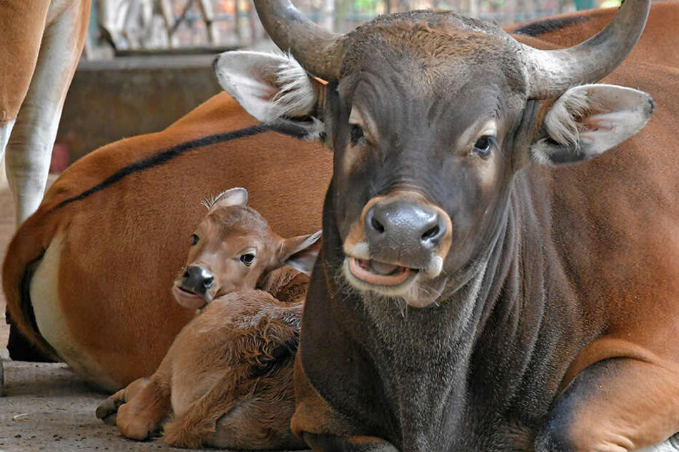 Der kleine Björn schaut - geschützt von seiner Mama - schon ganz kess ins Leben.