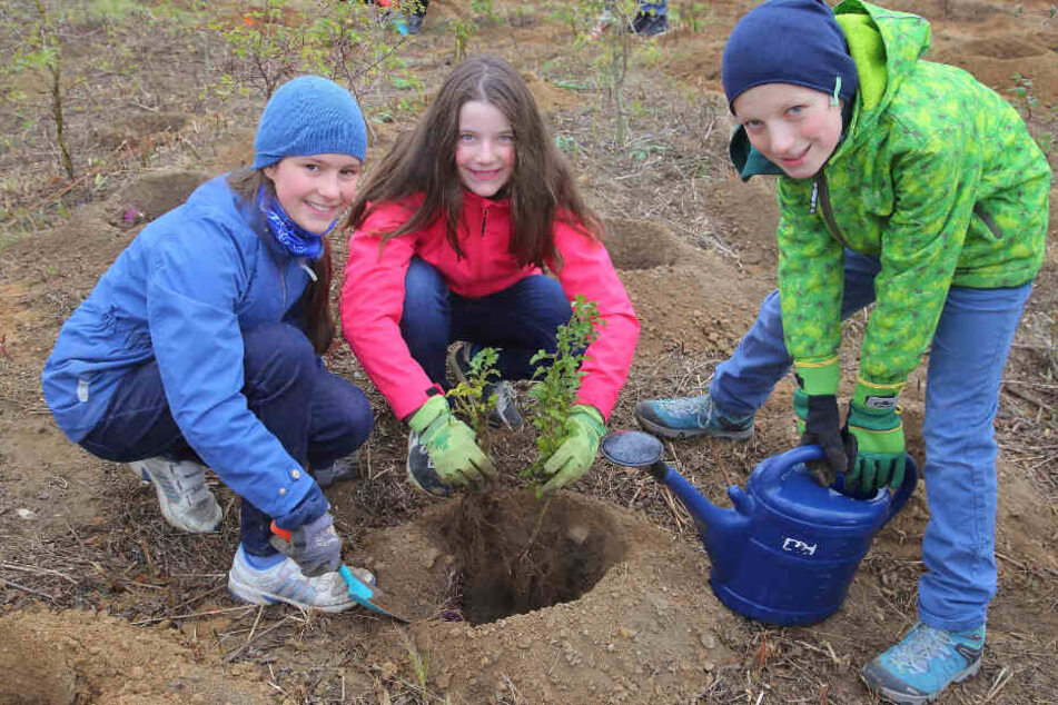 Auch Anna (12, v. l.), Klara (12) und Simon (11) waren dabei: Rund 120 Schüler des Evangelischen Kreuzgymnasiums pflanzten in Dölzschen Sträucher und Bäume ein.