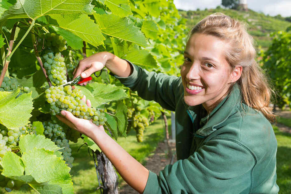 Großartige Trauben, großartiges Jahr: Auch auf Wackerbarth hat die Weinlese
schon begonnen. Hier legt Weinküferin Anna Eichhorn (21) Hand an.