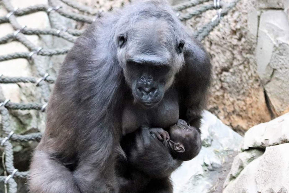 Mama Kumili und ihr Nikolaus-Baby im Pongoland.