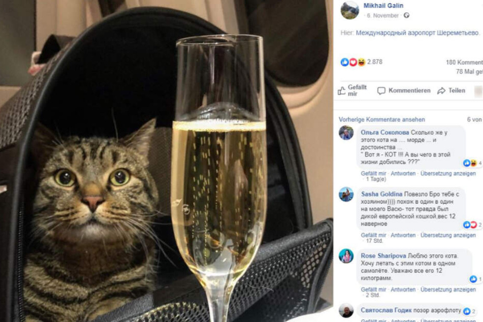Nastrovje. Der Kater hat es ins Flugzeug geschafft, dem Einfallsreichtum seinem Besitzers sei Dank.