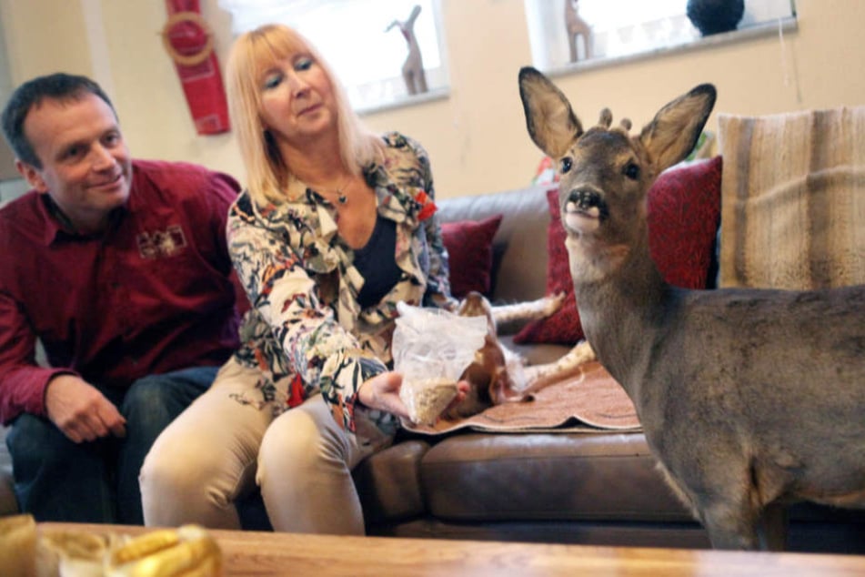 Noch ein paar Monate darf "Bambi" bei seinen Zieheltern bleiben.