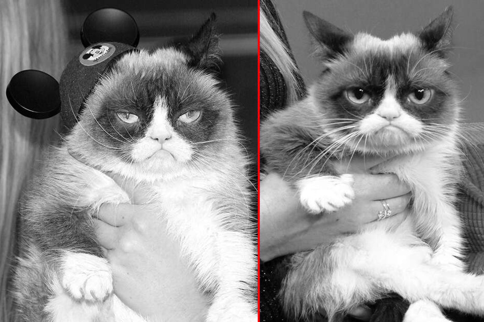 Das Gesicht Das Tausend Memes Hervorbrachte Grumpy Cat Ist