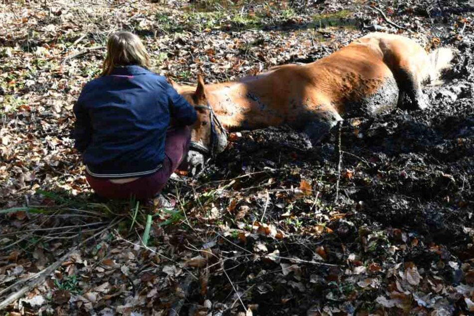 Das Pferd konnte sich nicht mehr aus dem Schlamm befreien.