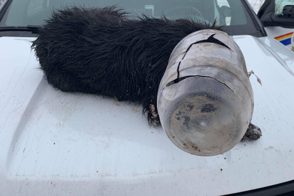 Hund mit festgefrorenem Krug überm Kopf gefunden