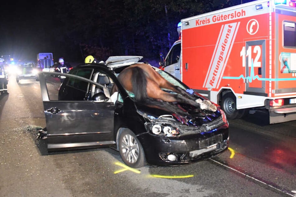 Das Pferd blieb tot im Auto liegen.
