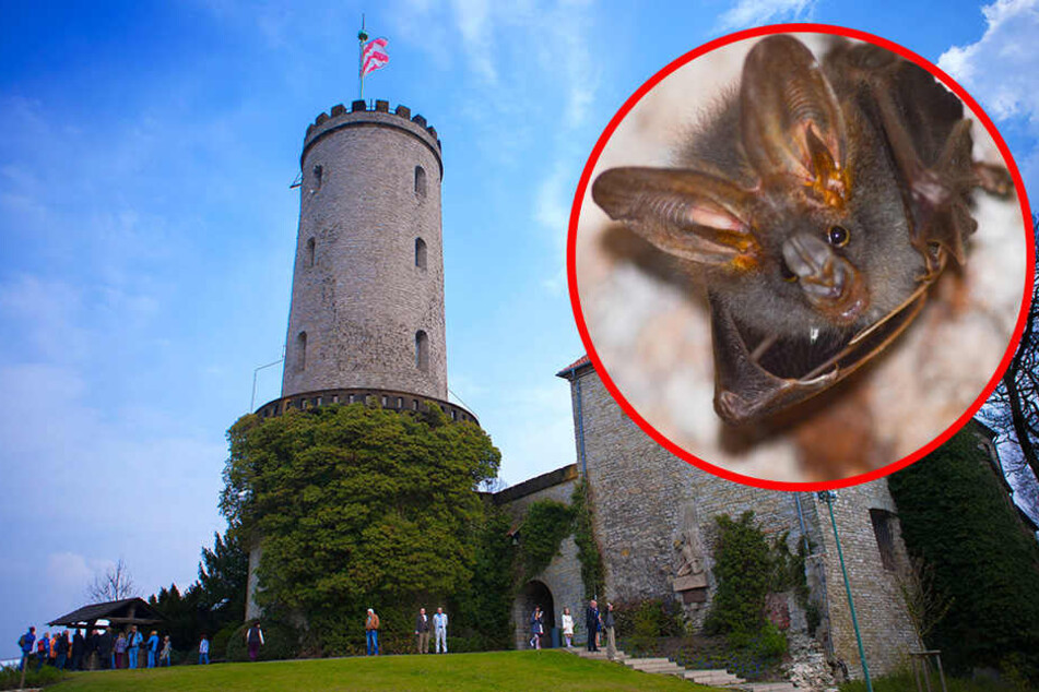 Bei Nacht wird's auf der Sparrenburg, die hauptsächlich von Fledermäusen bewohnt ist, etwas dunkler.