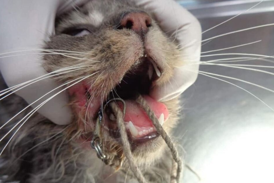 Die Angelhaken verfingen sich im Maul der Katzen, als sie vom Futter aßen.