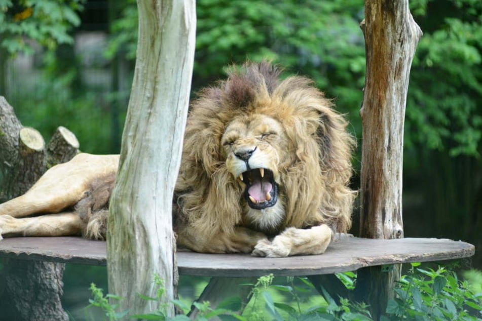 Muss sich Malik eine neue Bleibe suchen? Durch das Wildtierverbot für Zirkusse ist die Zukunft des Tierpark ungewissen.