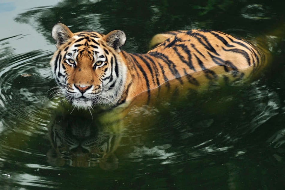 Das Geld wird für die Tiger-Anlage im Kölner Zoo und für Tiger in der Amur-Region verwendet.