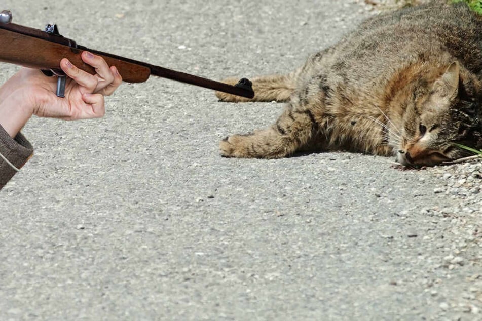 Immer mehr Katzenhasser in Sachsen.