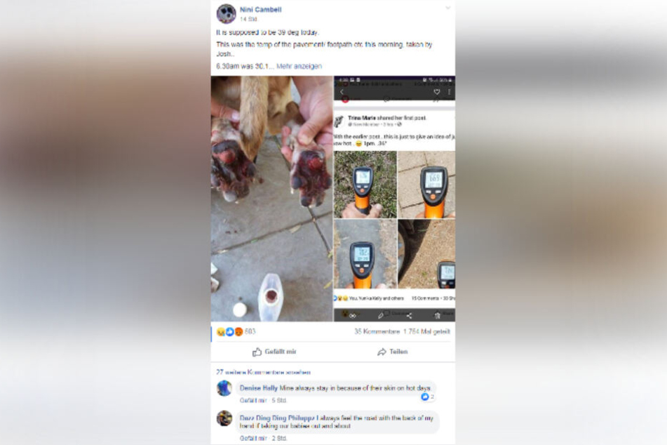 Mit diesem Posting sorgte Nini Cambell für Aufregung in der Facebook-Gruppe "Moreton Lost Animal Register".