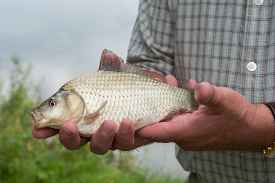 Neu und "blau" bald auf dem Tisch - der Emma-Fisch.