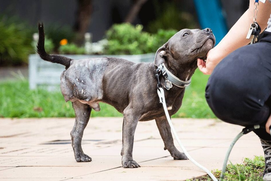 Der Hund erholt sich nach seiner Rettung.