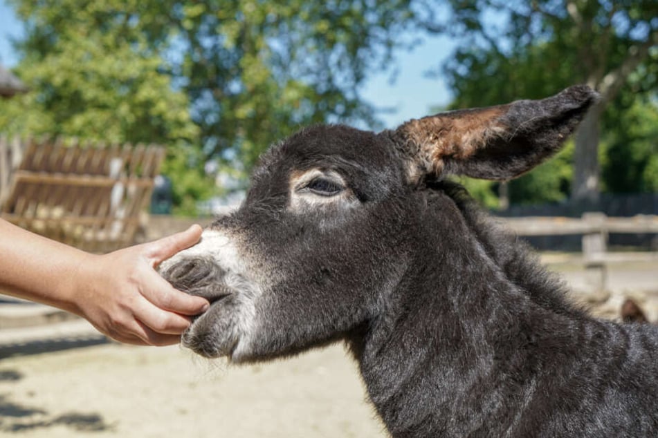 Rund eine Woche alt ist der kleine Poitou-Esel "Jean".