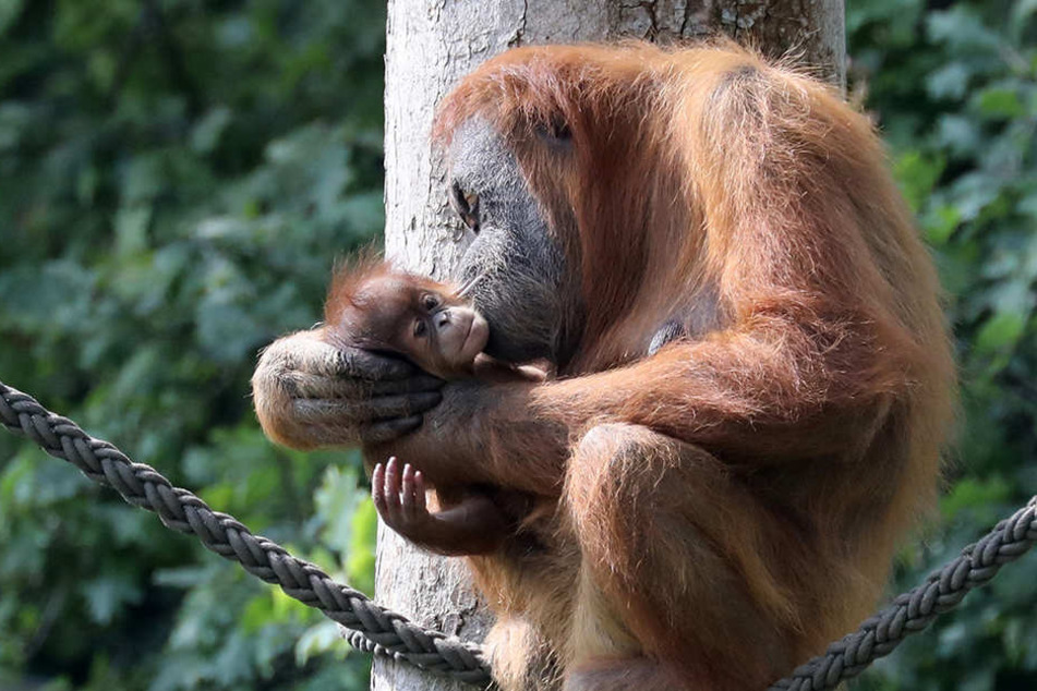 Das Jungtier von Orang-Utan-Dame Padana hat jetzt einen Namen: Sari, zu deutsch "Essenz".