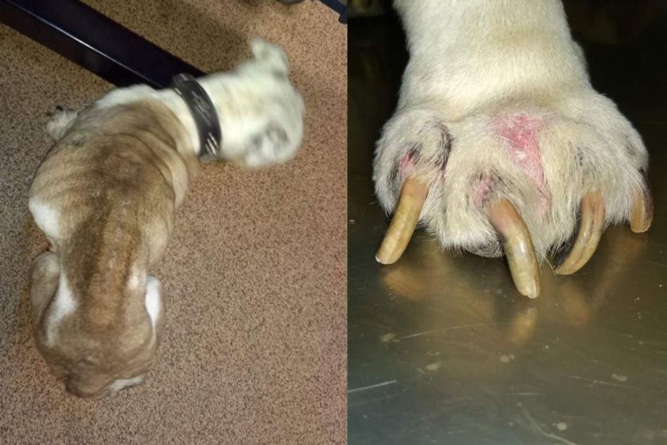 Völlig ausgemergelt und mit kaputten Pfoten: So verwahrlost fanden die Tierschützer Emmi vor.