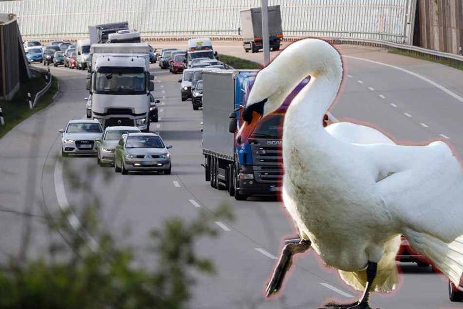 Mehrere Autofahrer sichteten die Schwan auf der A72. (Symbolbild)