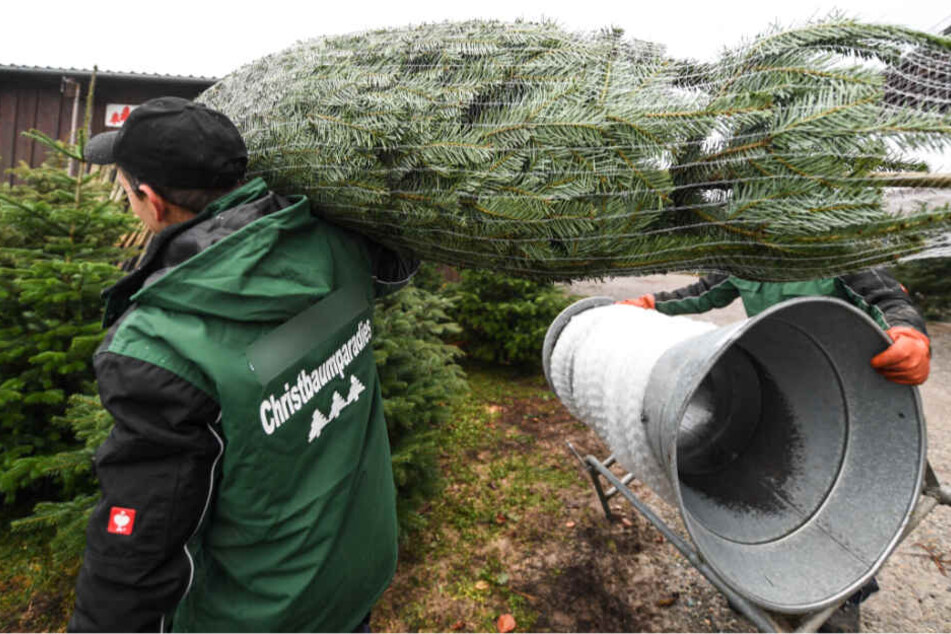 Nur an offiziellen Stellen solltet Ihr Euren Weihnachtsbaum kaufen.